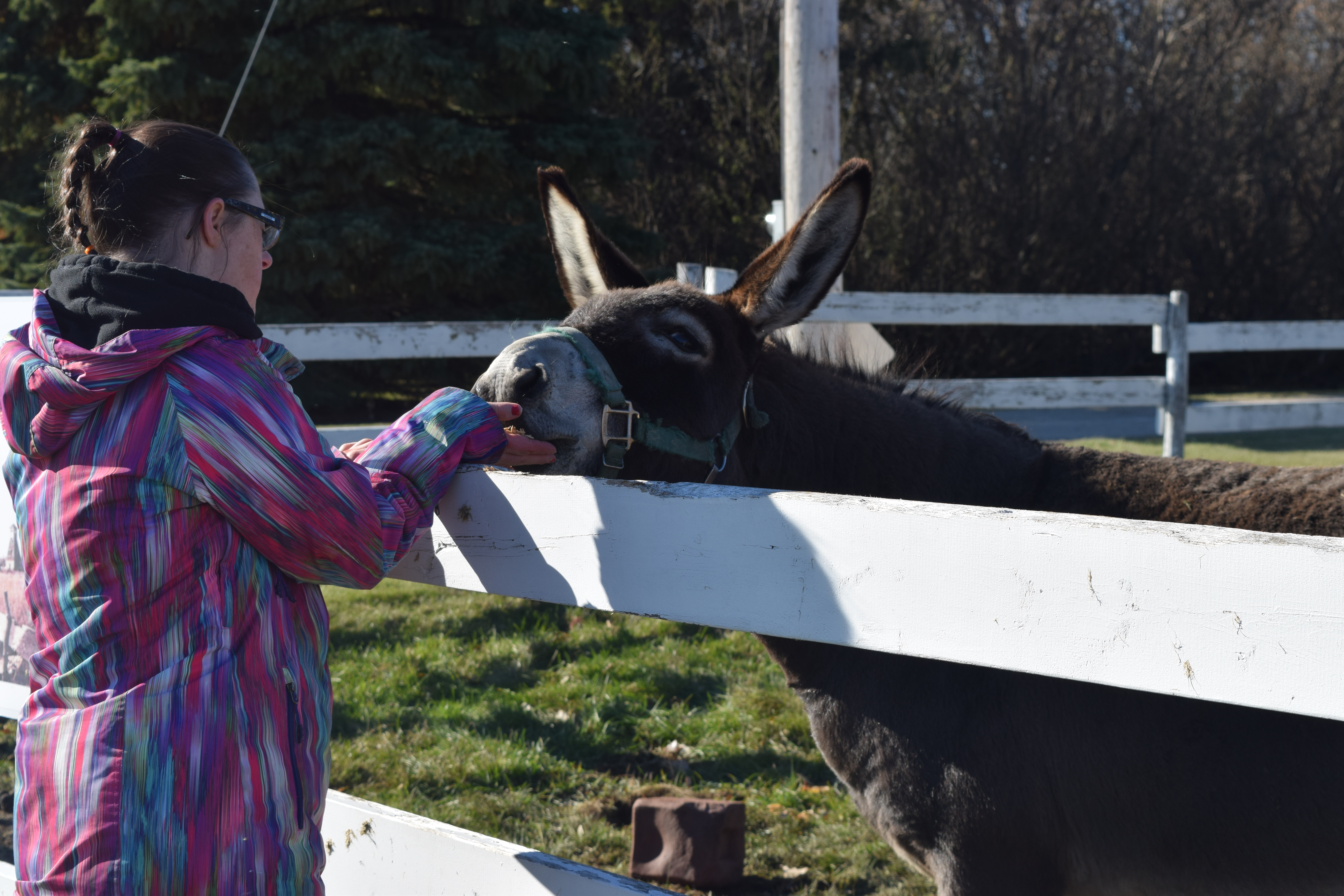 FR - Nancy feed donkey.jpg